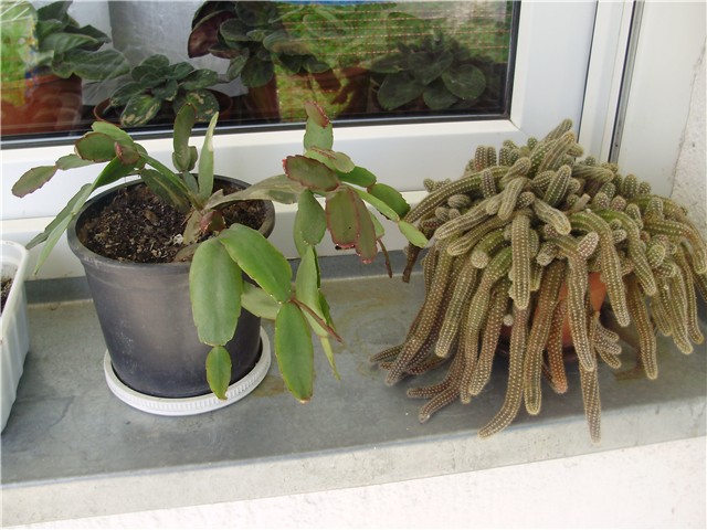 kaktus